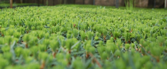 nádherná Abies Alba v Černokostelecké školce