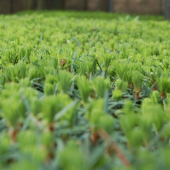 nádherná Abies Alba v Černokostelecké školce