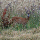 u nás průměrný...