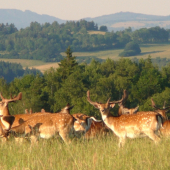 teplý letní podvečer