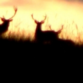 tlupa jelenů na horizontu