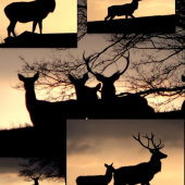 snažil jsem se o něco zajímavého..