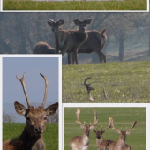 Dubnový hokus pokus