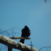 učím se se zrcadlovkou.