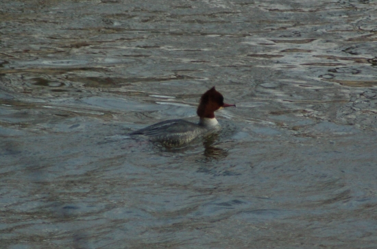 Morčák prostřední
