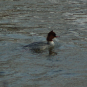 Morčák prostřední