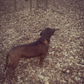 Ares