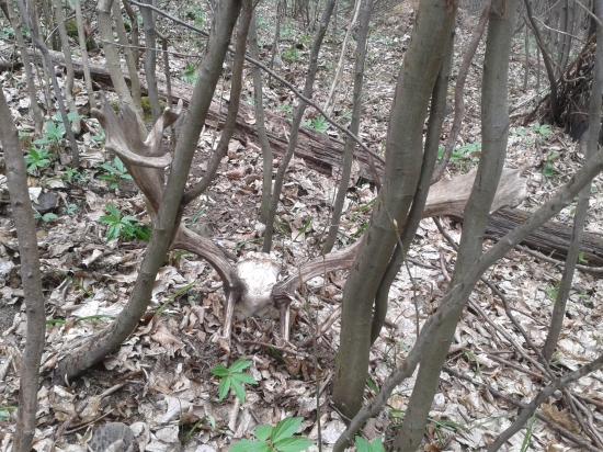 Konečne sa zadarilo po šiestej vychádzke :)