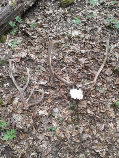 Úspešná nedelná prechádzka :)