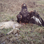30 stretnutie sokoliarov Banská Štiavnica