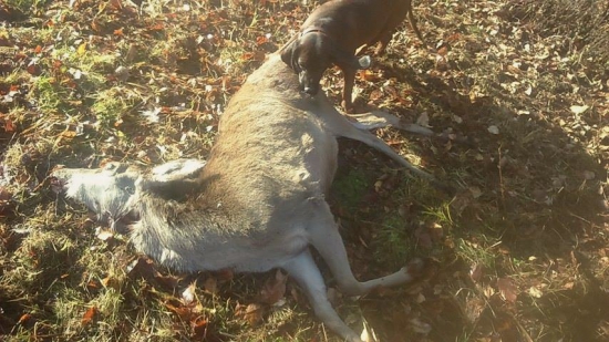 Aresova dohľadávka