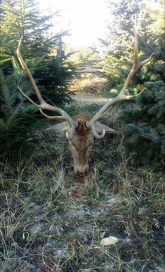 Zujímavý jeleň 4.v.t