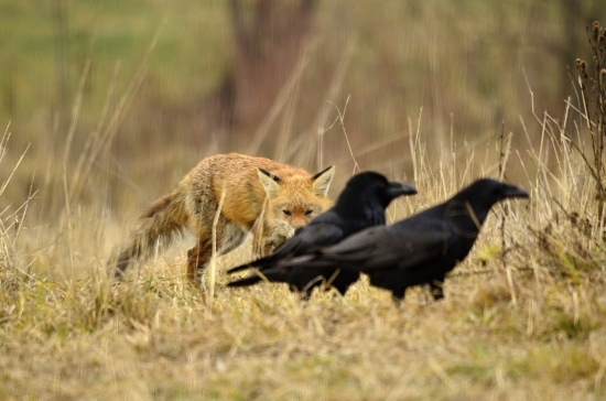 Pomaličky, potichúčky.