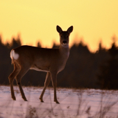 Svetlo ako má byť.