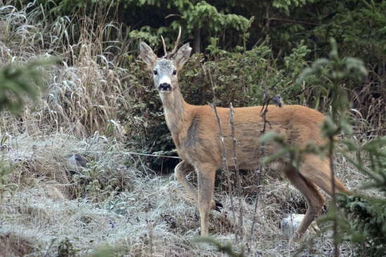 Iný.