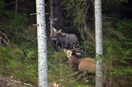 Živočíšna príťažlivosť.