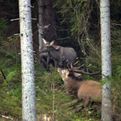 Živočíšna príťažlivosť.
