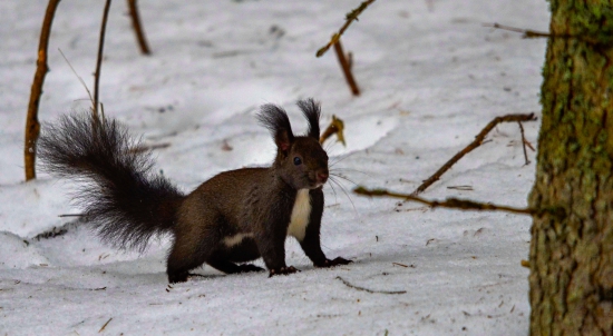 Veverička pre radosť.
