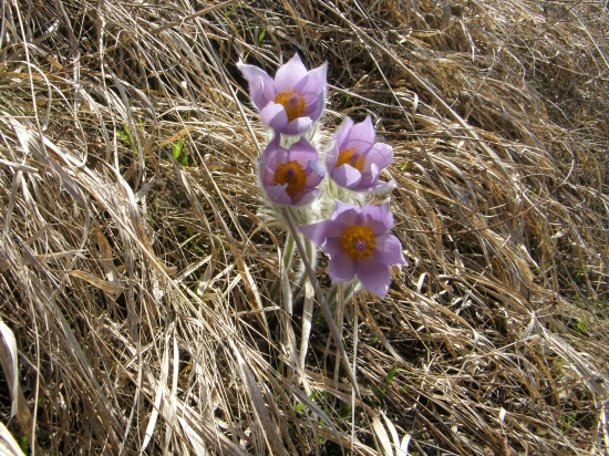 poniklec veľkokvetý - Pulsatilla grandis