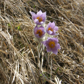 poniklec veľkokvetý - Pulsatilla grandis