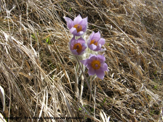 poniklec veľkokvetý - Pulsatilla grandis