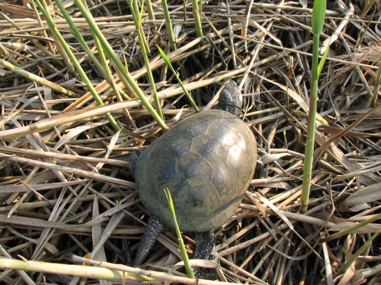 Korytnačka močiarna na Poiplí