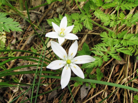 bledavka - Ornithogalum sp.