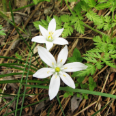 bledavka - Ornithogalum sp.
