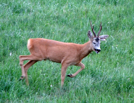 Zlostník s natrhnutým uchom