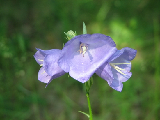 zvonček broskyňolistý