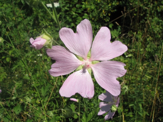 slezovec durínsky - Lavatera thuringiaca, L.
