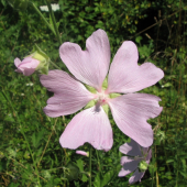 slezovec durínsky - Lavatera thuringiaca, L.