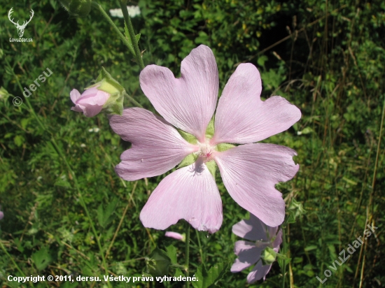 slezovec durínsky - Lavatera thuringiaca, L.