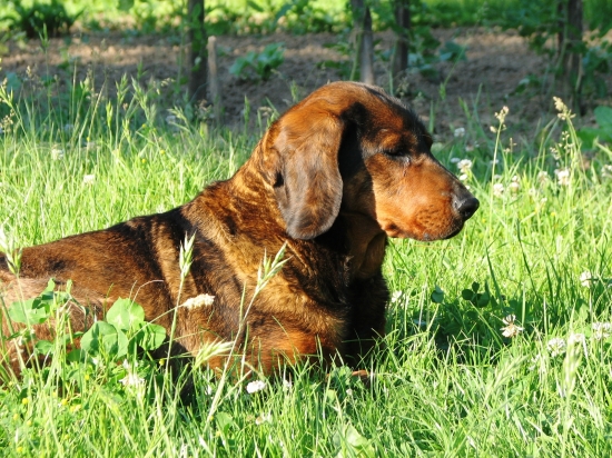 Moja Brita spod Striebornej (AJD)