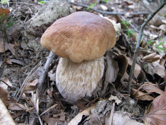 Narodený pod jedľou