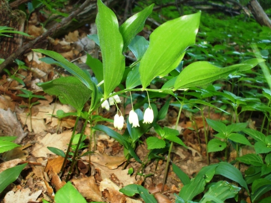 kokorík širokolistý
