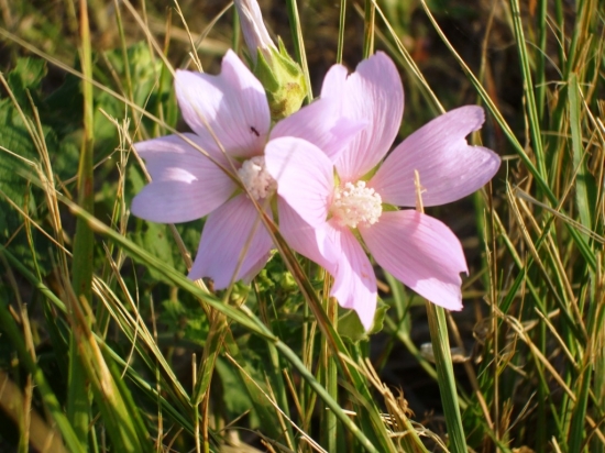 Slezovec durínsky z Ipeľskej kotliny