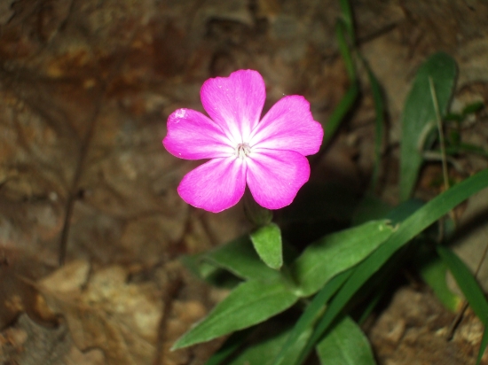 kukučka vencová - Lychnis coronaria