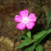kukučka vencová - Lychnis coronaria