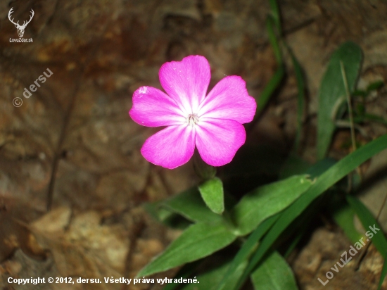 kukučka vencová - Lychnis coronaria