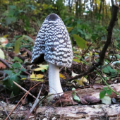 hnojník strakatý - Coprinopsis picacea