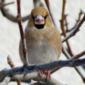 Sýty hladnému neverí