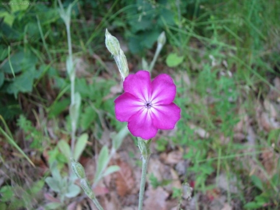 kukučka vencová /Lychnis coronaria/