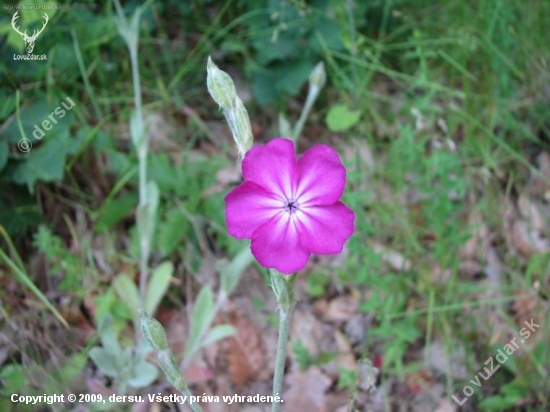 kukučka vencová /Lychnis coronaria/