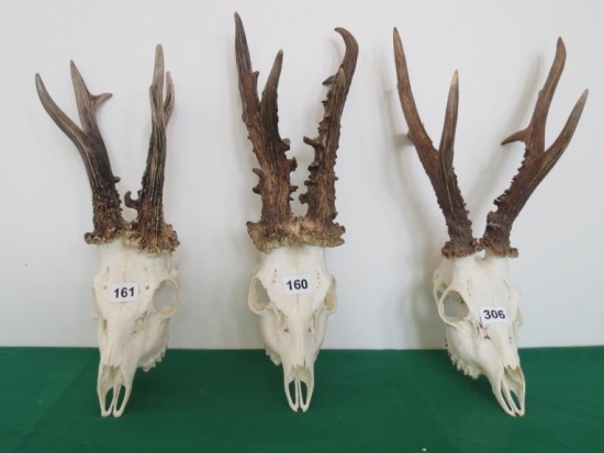 Kolekcia zlatých srncov