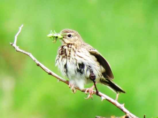 Anthus trivialis - ľabtuška lesná