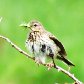 Anthus trivialis - ľabtuška lesná