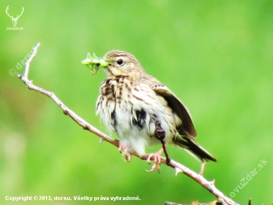Anthus trivialis - ľabtuška lesná