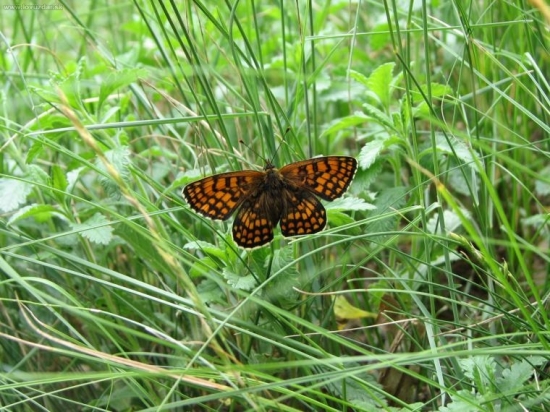 hnedáčik skorocelový