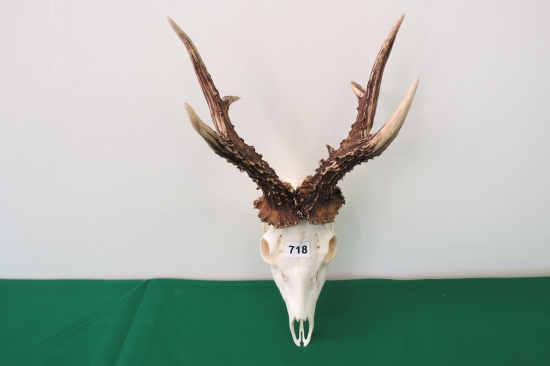 Najsilnejší srnec krtíšskej prehliadky - 160,90 b.